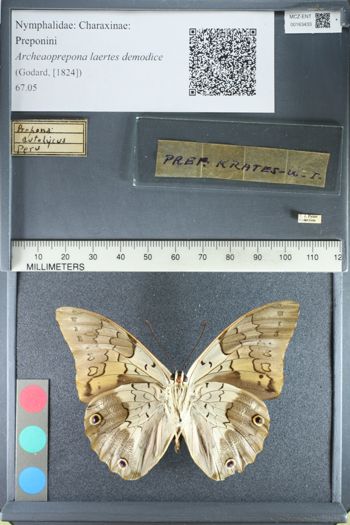Media type: image;   Entomology 163433